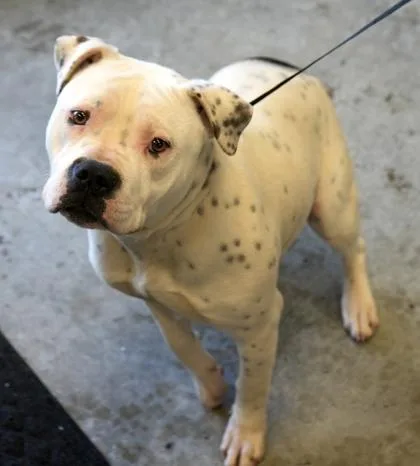 An adult small-sized female Pit Bull Terrier dog named Bella for adoption in Bowling Green, KY