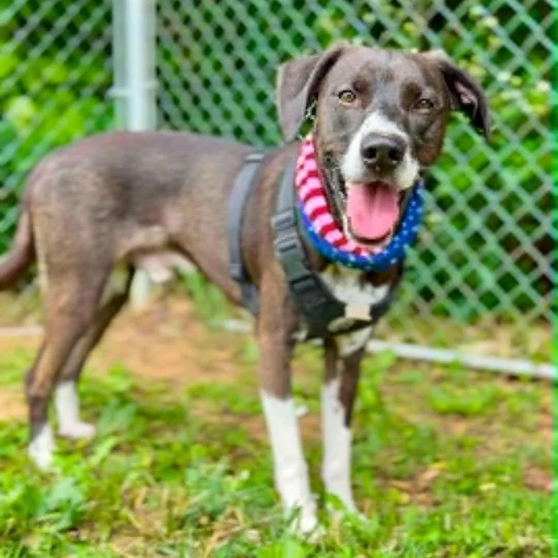 A young medium-sized male Black Mixed Breed dog named Kramer for adoption in Washington Township, OH