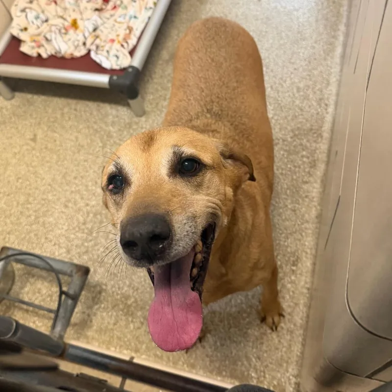 An adult large-sized male Yellow / Tan / Blond / Fawn Coonhound dog named BubblesBenji for adoption in Perkiomenville, PA