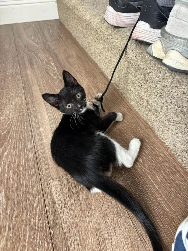 A baby medium-sized female Domestic Short Hair cat named Dawn for adoption in Lincoln, CA