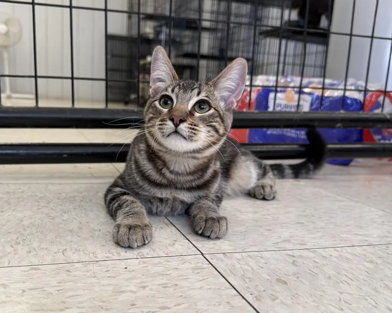 A baby small-sized male Domestic Short Hair cat named Calvin for adoption in Lemoore, CA