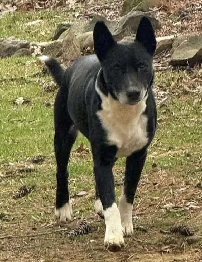 A senior medium-sized male Black Mixed Breed dog named Boots for adoption in East Flat Rock, NC