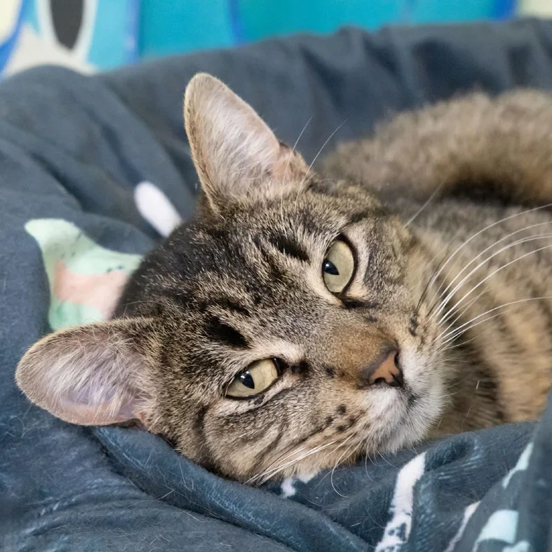 An adult medium-sized female Brown / Chocolate Domestic Short Hair cat named Doja Cat for adoption in McKean, PA