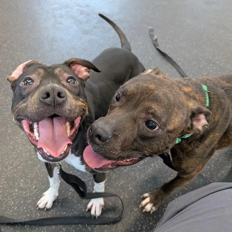 An adult medium-sized female Black Mixed Breed dog named Mila for adoption in West Olive, MI