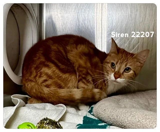 A young medium-sized female Orange & White Domestic Short Hair cat named Siren for adoption in Marietta, GA