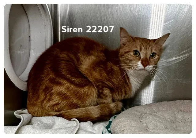 Siren thumbnail 3