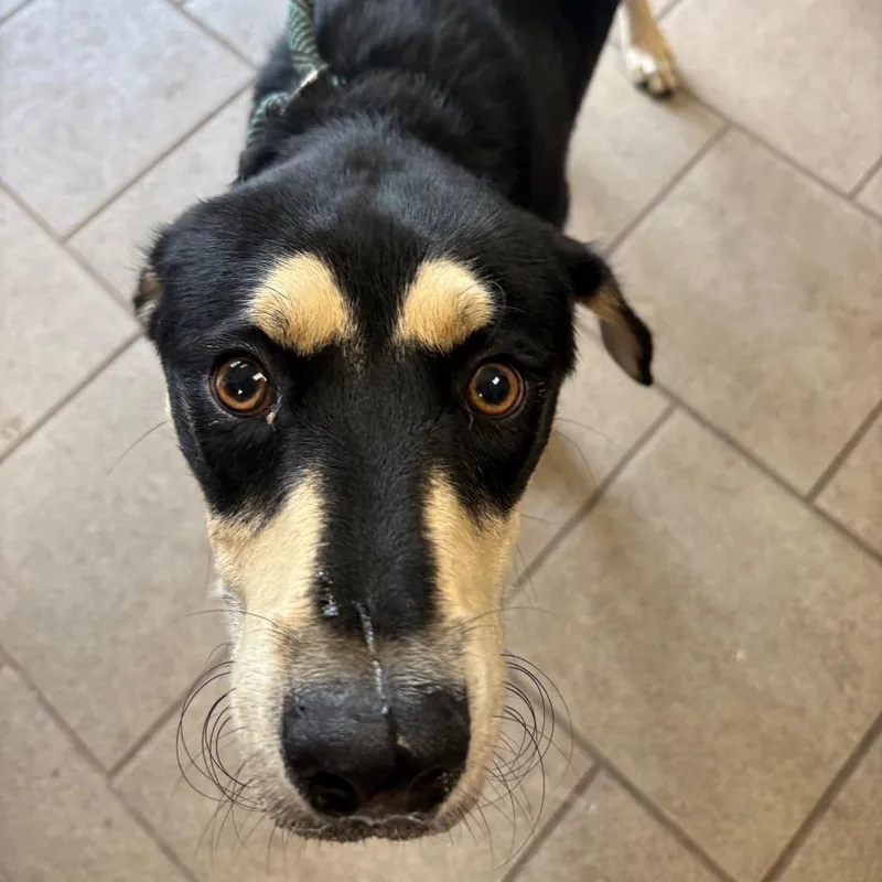 An adult medium-sized male Black Mixed Breed dog named Hunty Stray Hold for adoption in Huntington, WV