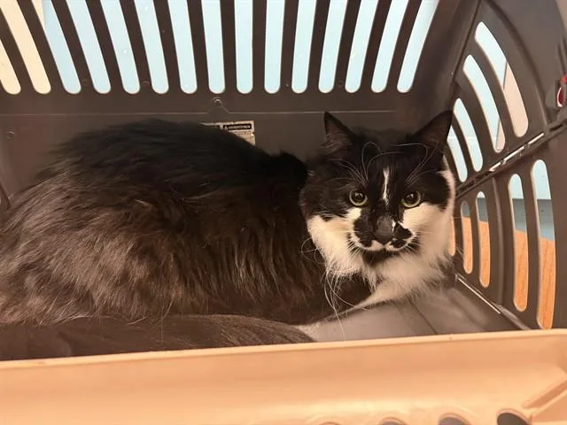 An adult small-sized female Domestic Long Hair cat named Maisie for adoption in Garland, TX