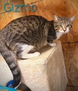 An adult large-sized male Gray & White Tabby cat named Gizmo for adoption in Pleasanton, TX