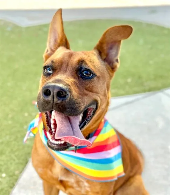 An adult medium-sized female Carolina Dog dog named Meadow for adoption in Fort Lauderdale, FL