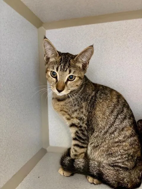 A baby medium-sized female Tabby (Brown / Chocolate) Domestic Short Hair cat named Gilly for adoption in Winter Haven, FL