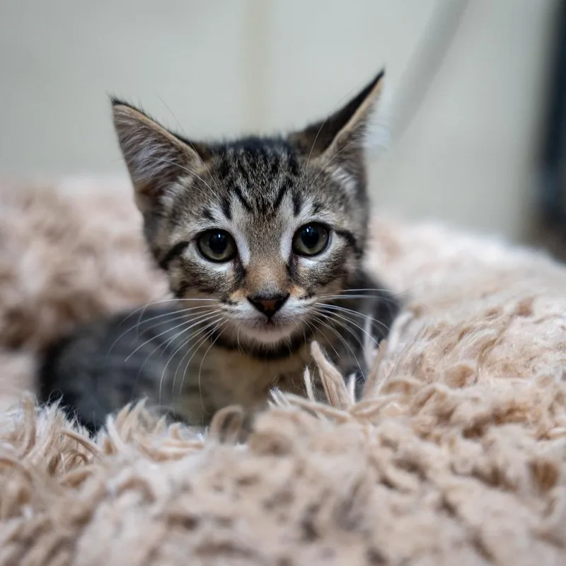 A baby small-sized female Brown / Chocolate Domestic Short Hair cat named Shortcake for adoption in Gainesville, GA