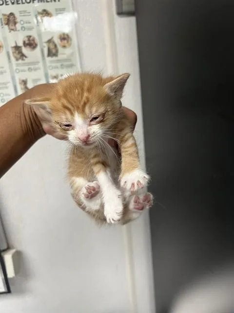 A baby small-sized male Domestic Short Hair cat named Orange Chicken for adoption in San Bernardino, CA