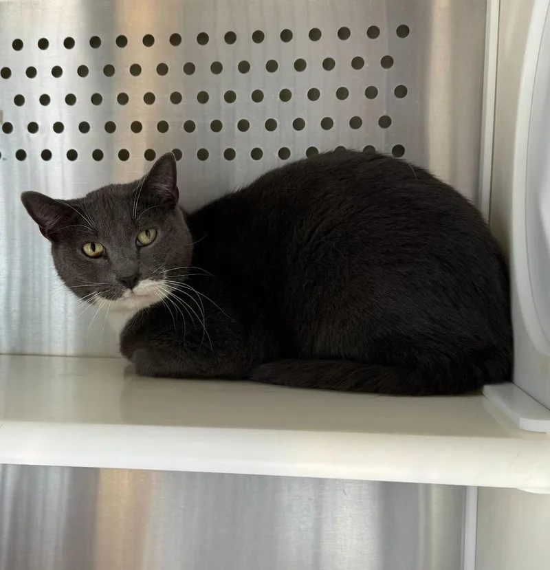 Leonardo Aka Leo: Pet