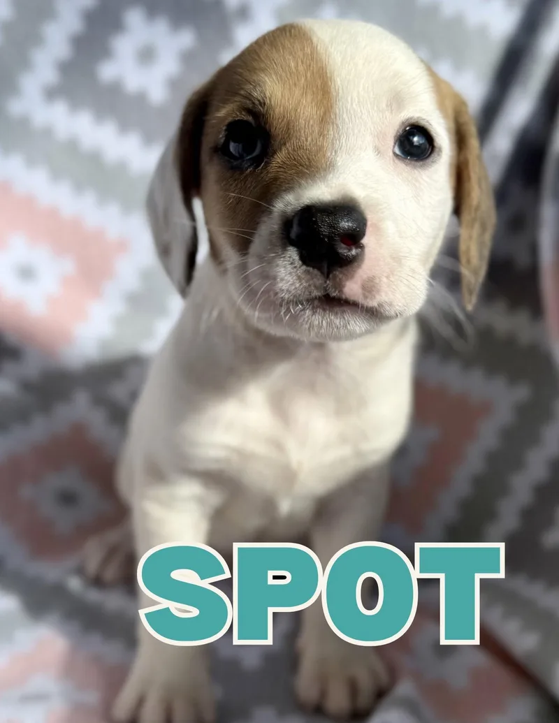 A baby medium-sized male White / Cream Mixed Breed dog named Spot for adoption in Shalimar, FL