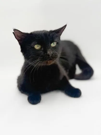 An adult medium-sized female Domestic Short Hair cat named Thumper for adoption in Bowling Green, KY