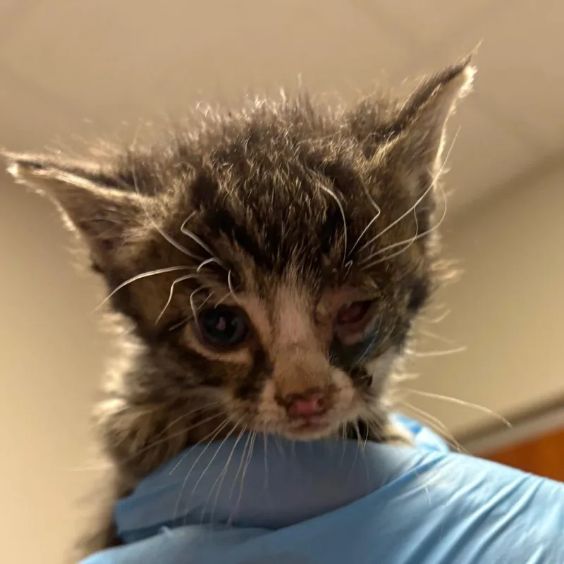 A baby small-sized female Brown / Chocolate Domestic Short Hair cat named Arizona for adoption in Yuma, AZ