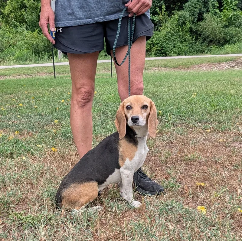 An adult small-sized female Tricolor (Brown, Black, & White) Beagle dog named Betsy for adoption in Parsons, KS