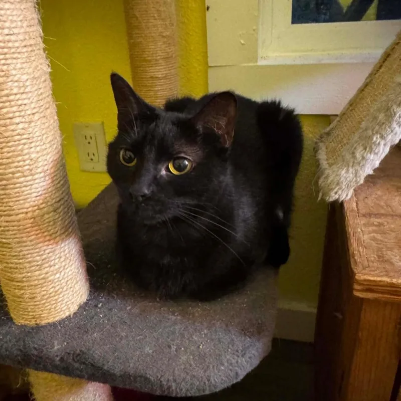 An adult medium-sized female Black Domestic Short Hair cat named Lucy for adoption in SAN ANTONIO, TX