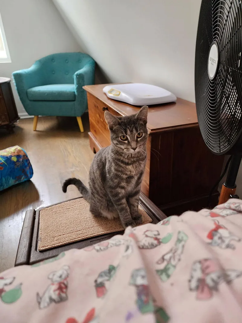 Bellarina thumbnail 2