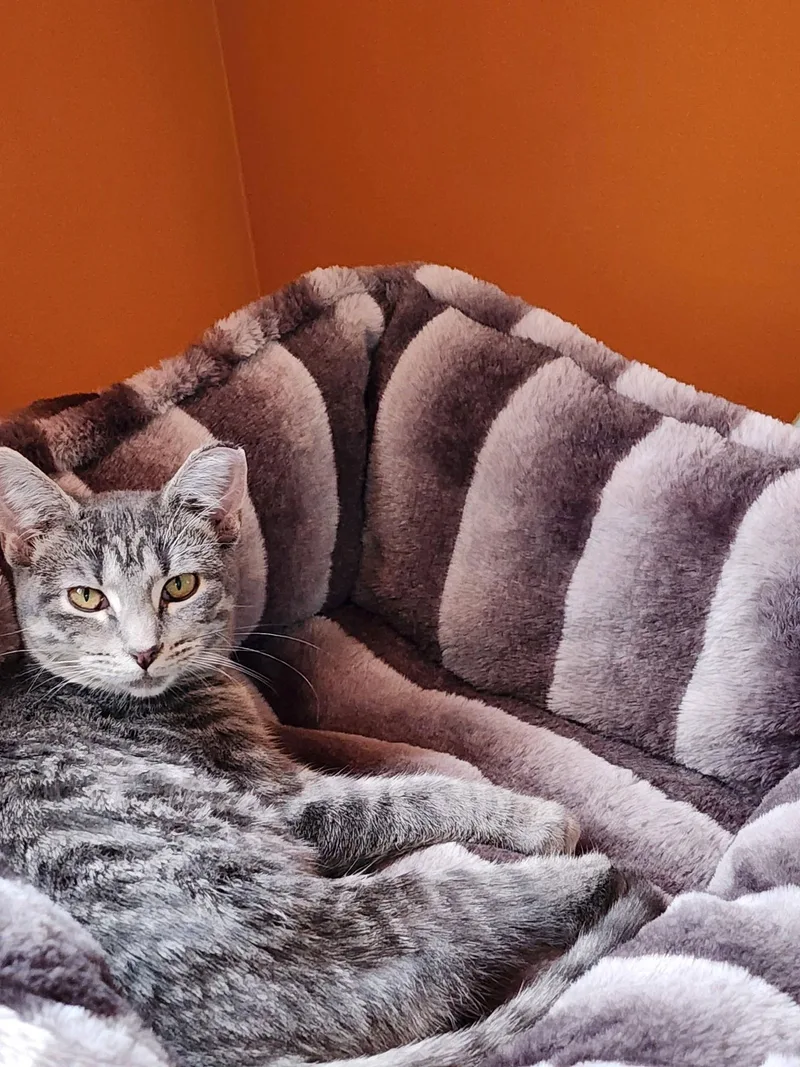 Bellarina thumbnail 3