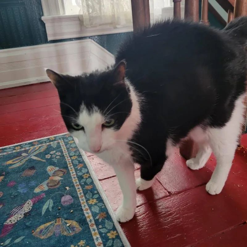 Oreo Gatsby thumbnail 3