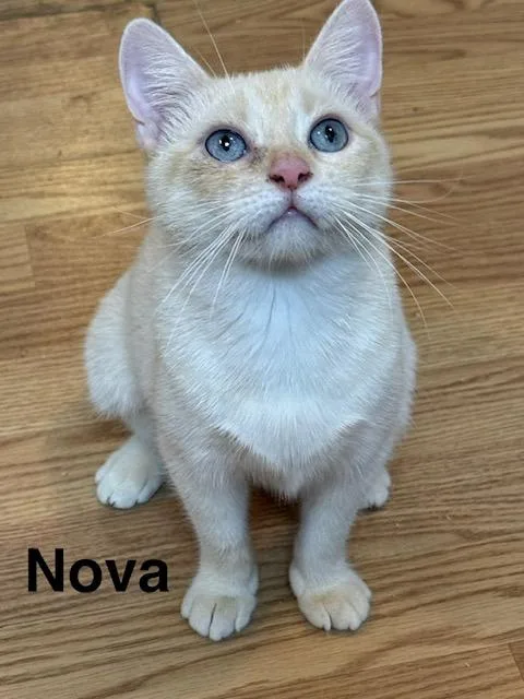 Nova