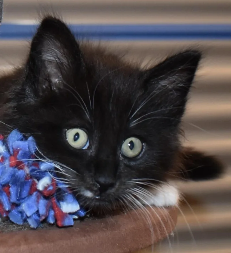 A baby small-sized male Black & White / Tuxedo Domestic Medium Hair cat named Tuxy for adoption in Silverton, OR