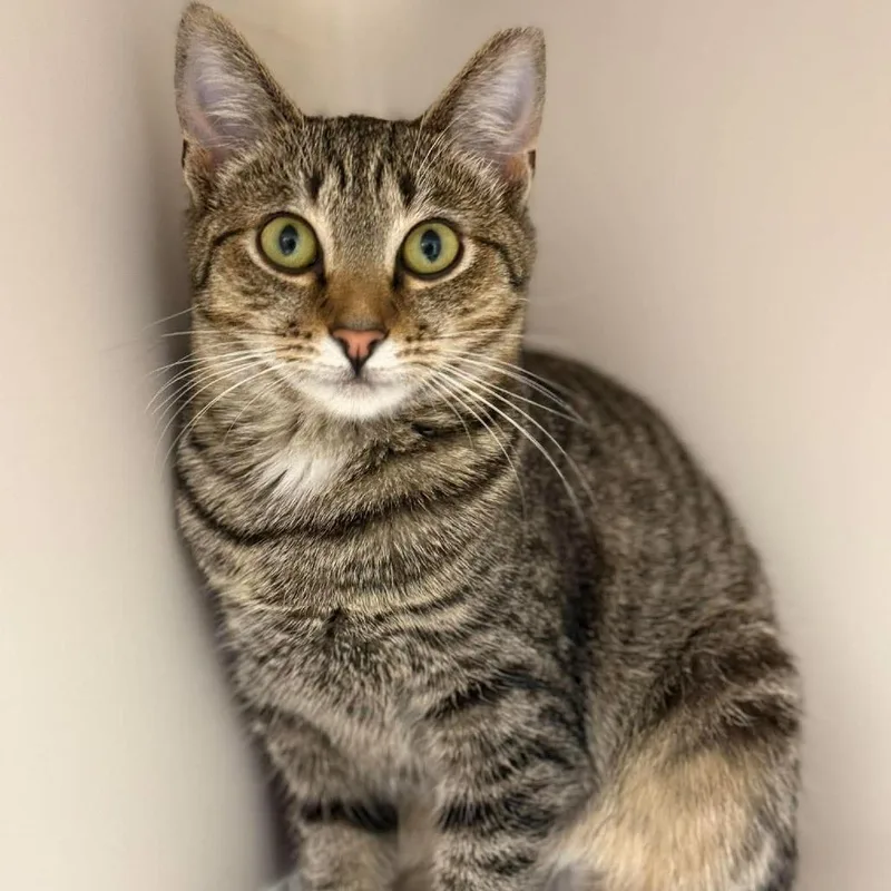 A young small-sized female Brown / Chocolate Domestic Short Hair cat named Noelle for adoption in Rocky Mount, VA