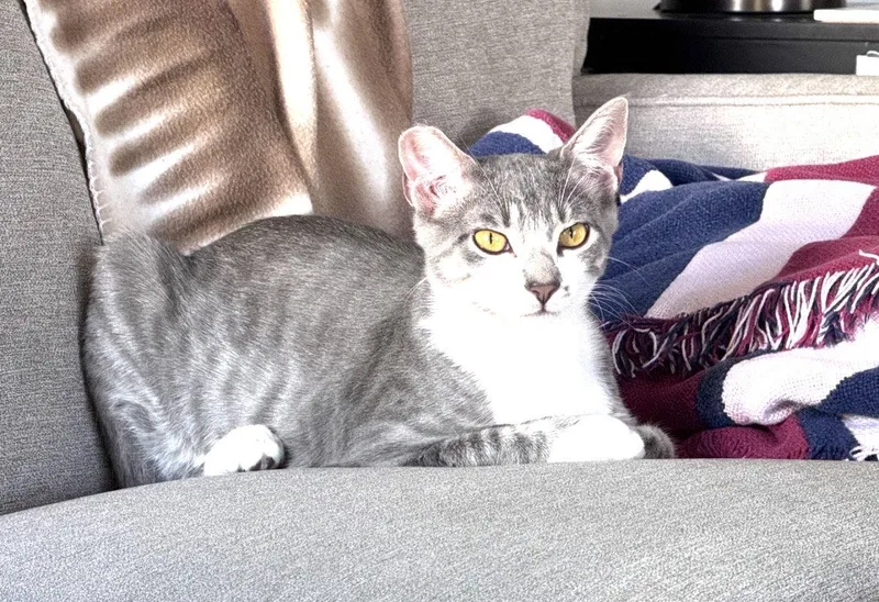 A baby small-sized female Gray & White Tabby cat named Natasha for adoption in O'Fallon, MO