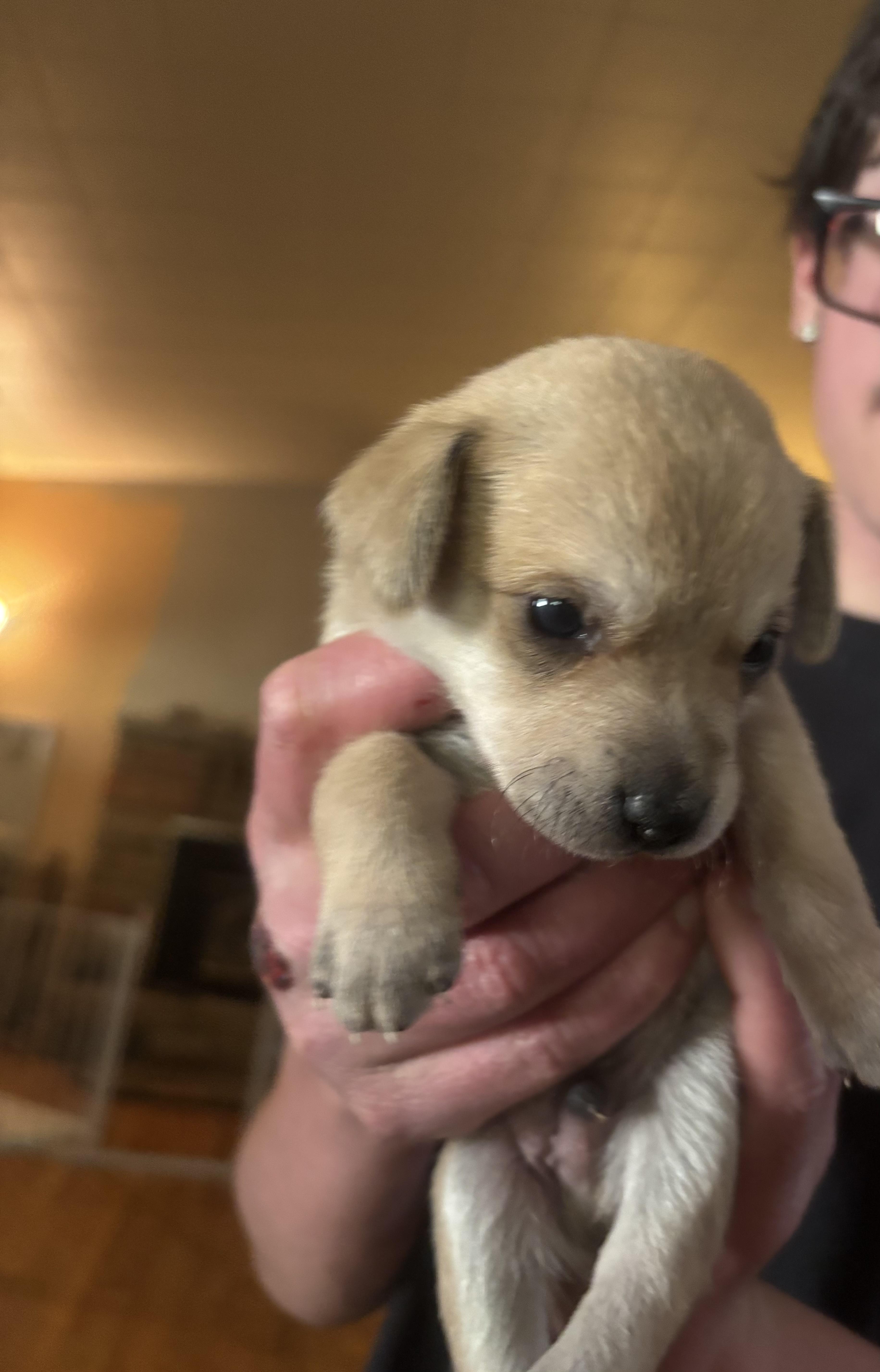 A baby small-sized male Chihuahua dog named Luigi for adoption in Discovery Bay, CA