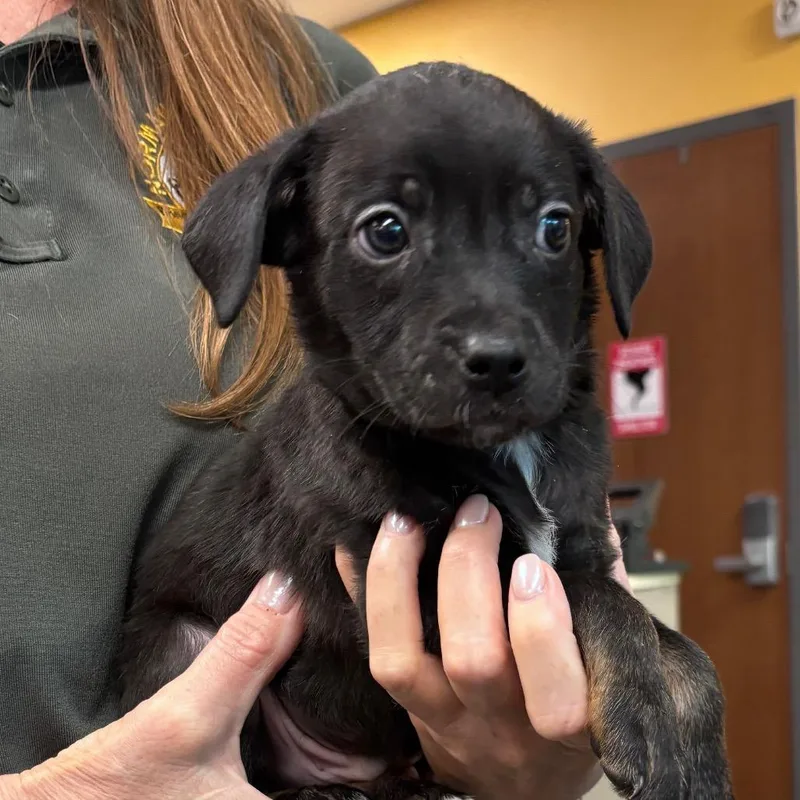 A baby small-sized male Black Jack Russell Terrier dog named Pasha for adoption in Bend, OR