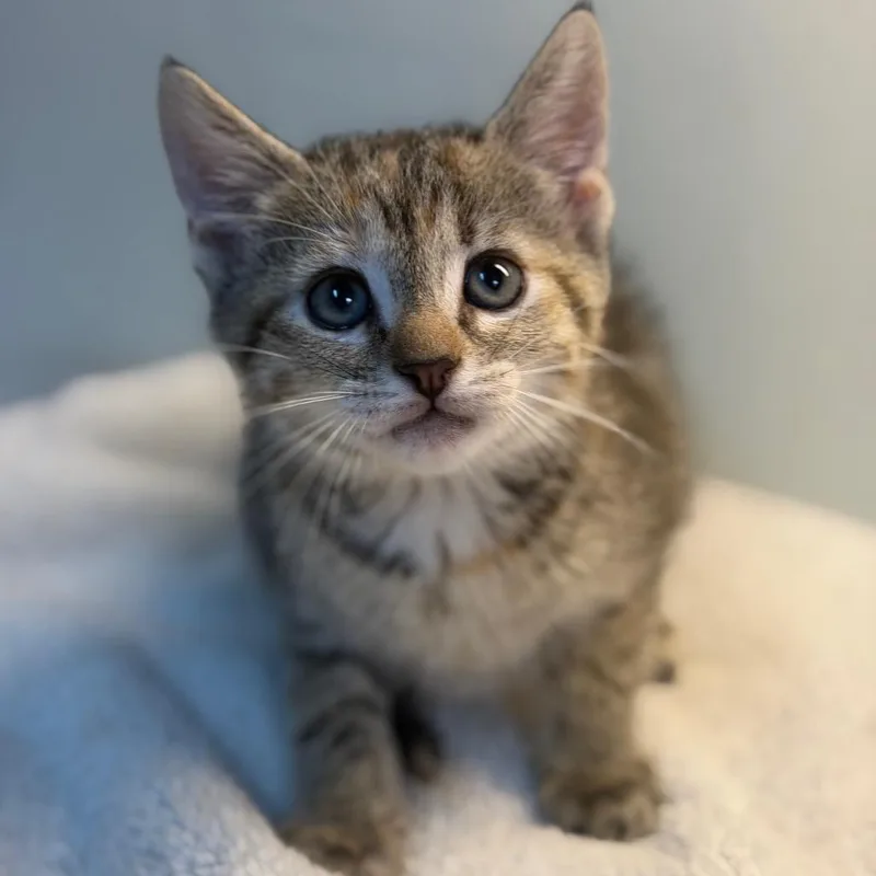 A baby small-sized female Calico Domestic Short Hair cat named Babble for adoption in Brownsboro, AL