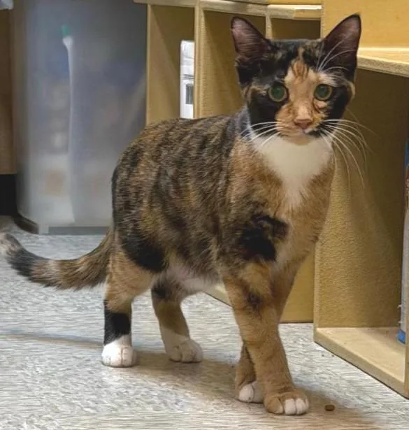 Minette