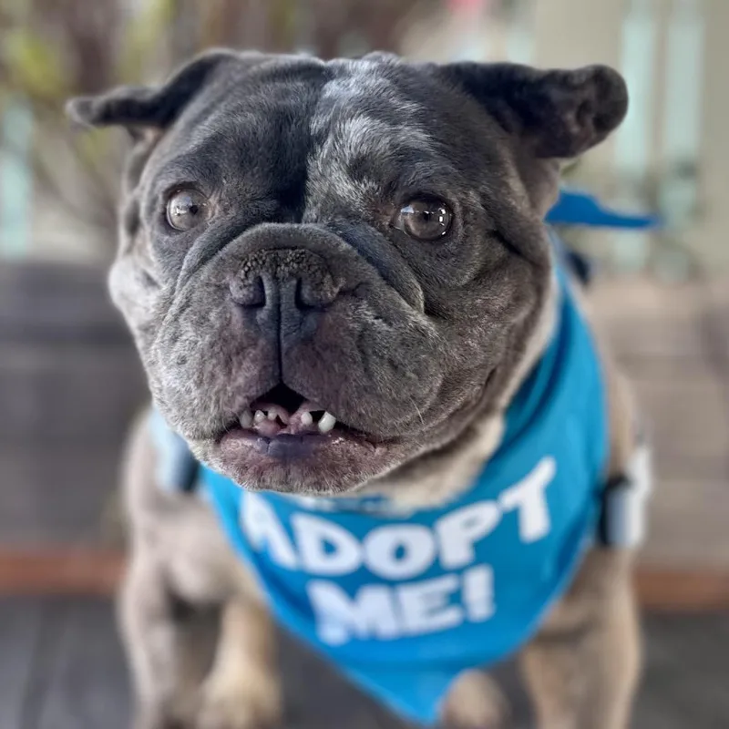 A senior medium-sized female Yellow / Tan / Blond / Fawn French Bulldog dog named Vanna White for adoption in Pacific Grove, CA