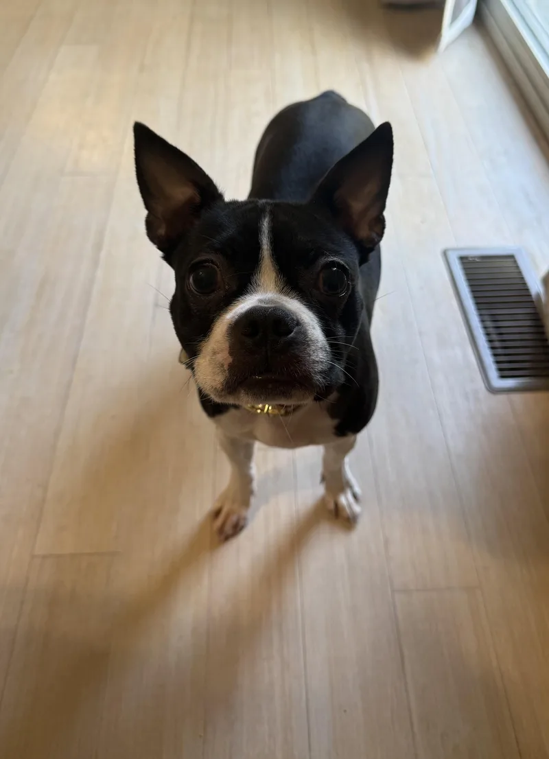 Remi aka Noodle thumbnail 3