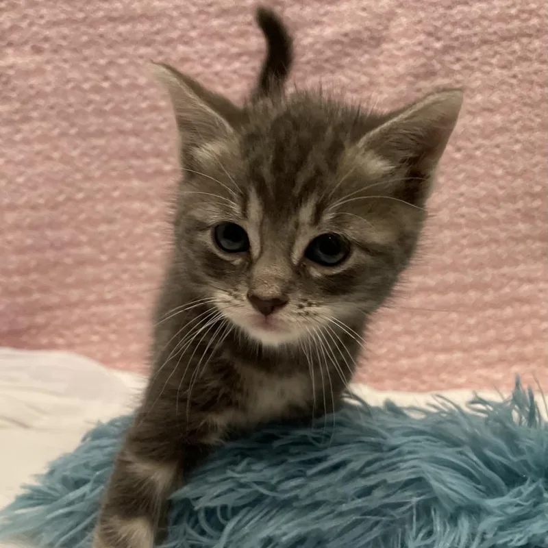 An adult medium-sized male Gray / Blue / Silver Domestic Short Hair cat named Teddy for adoption in Oyster Bay, NY