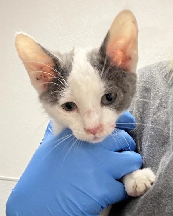 A baby medium-sized male Domestic Short Hair cat named Martin Muffin for adoption in Silverdale, WA