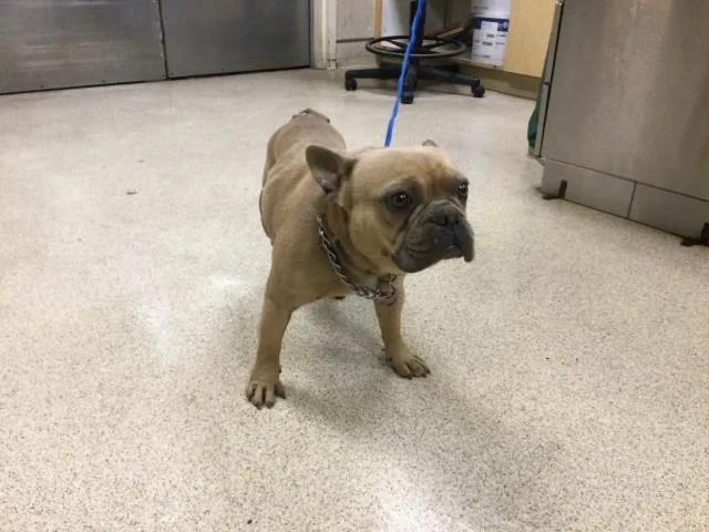 A young medium-sized male French Bulldog dog named Pablo for adoption in Riverside, CA