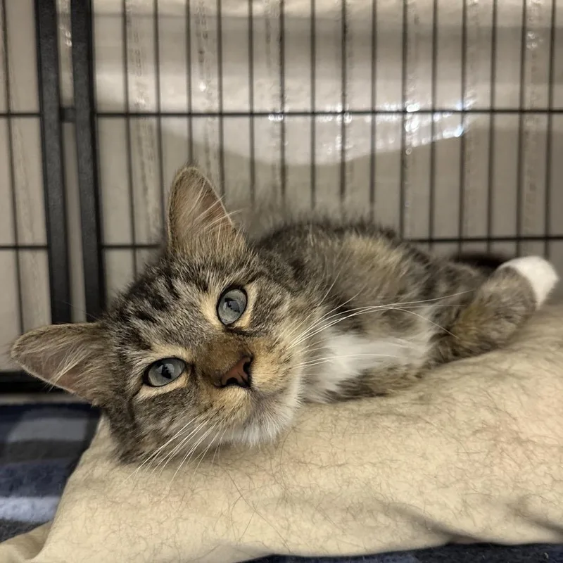 An adult medium-sized male Black Domestic Medium Hair cat named Sable for adoption in Bismarck, ND