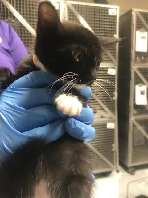 A baby small-sized male Domestic Short Hair cat named A for adoption in Conroe, TX