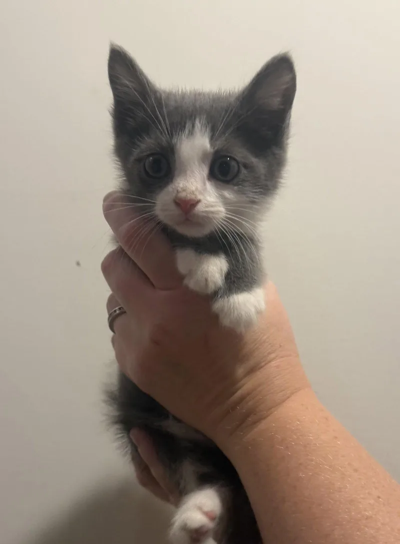 A baby medium-sized male Gray & White Domestic Short Hair cat named August for adoption in Forest, VA
