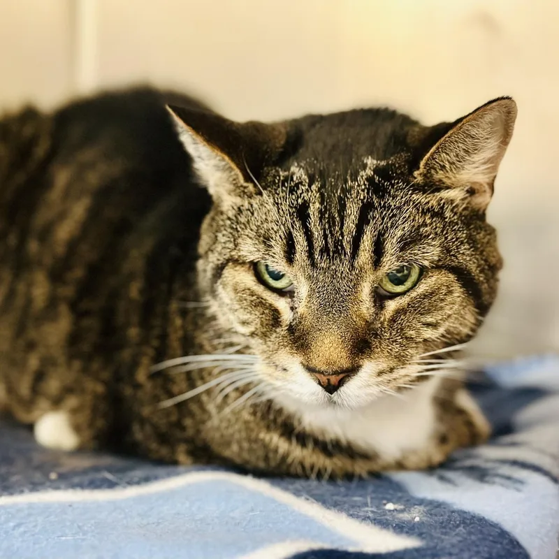 A senior medium-sized male Tabby (Brown / Chocolate) Domestic Short Hair cat named Simon for adoption in Jackson, NJ