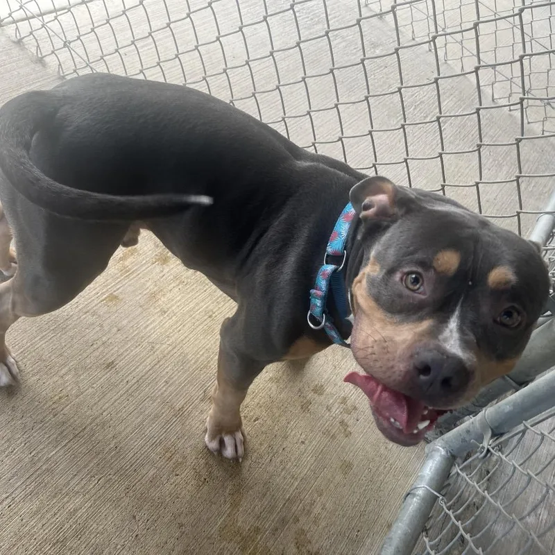 An adult large-sized male Black Pit Bull Terrier dog named Chunk for adoption in Delaware, OH
