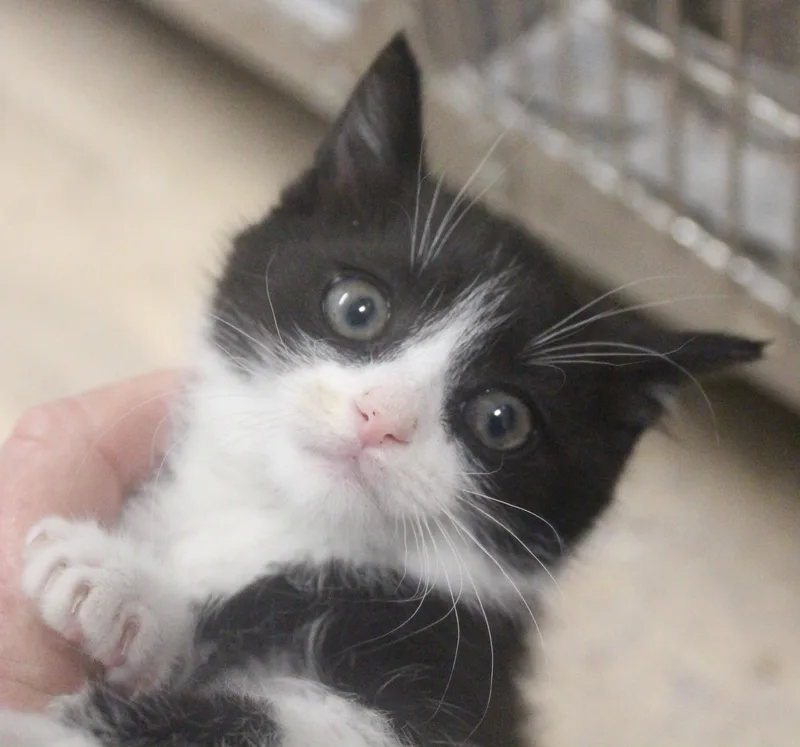 A young medium-sized female Black & White / Tuxedo American Shorthair cat named Aspen for adoption in Wasco, CA