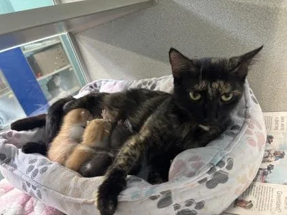 An adult medium-sized female Domestic Short Hair cat named Aisha for adoption in New Orleans, LA
