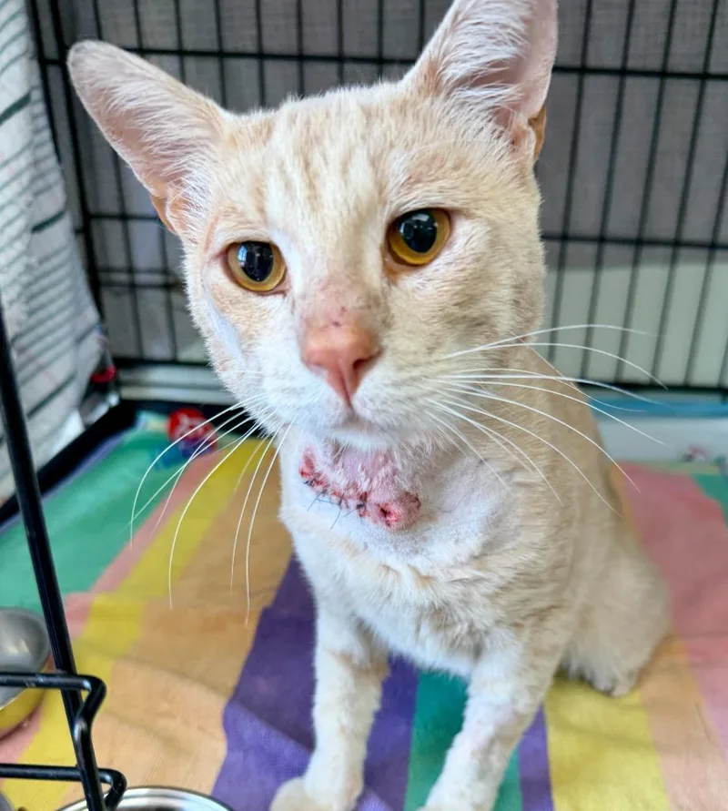 A young medium-sized male Domestic Short Hair cat named Sonny for adoption in San Pedro, CA
