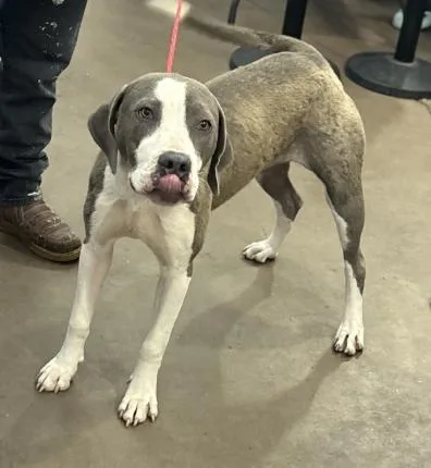 A young large-sized female Mixed Breed dog named Dawn for adoption in Dallas, TX