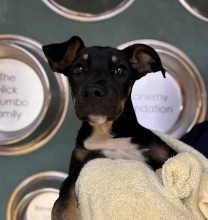 A baby small-sized male Mixed Breed dog named Rhino for adoption in Honolulu, HI