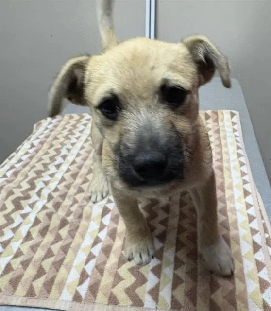 A baby small-sized male Border Terrier dog named Michael for adoption in Redlands, CA